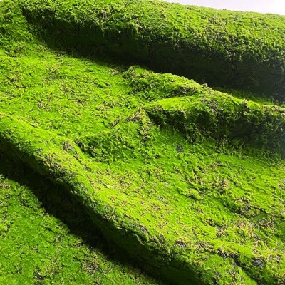 Искусственный мох в рулоне. Дизайн MPA06381